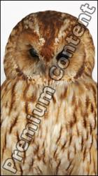 Tawny owl - Strix aluco